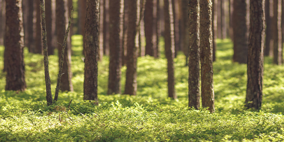 How Does MSM Work? PRIMEMED New Zealand